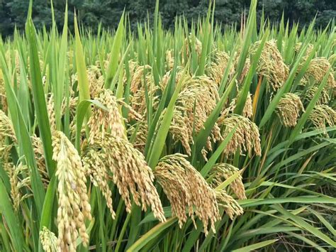 现在杂交水稻的产量