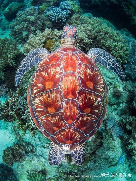 玳瑁海龟乌龟的区别是什么