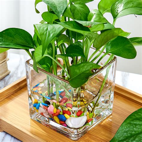 玻璃容器植物怎么养