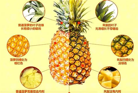 玻璃菠萝和凤梨有什么区别