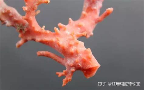 珊瑚粉颜色图片
