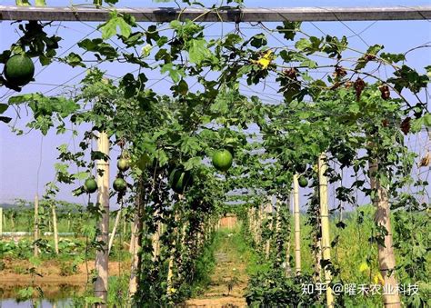 瓜蒌的种植方法与管理