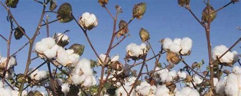 生物棉花种植方法