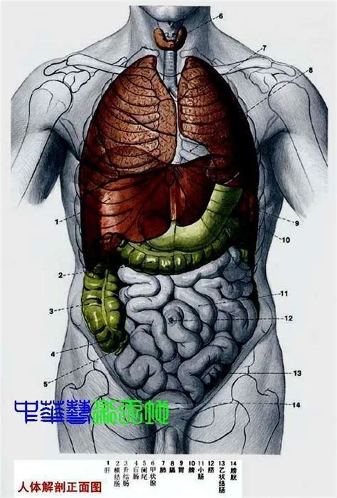 男人人体解剖图