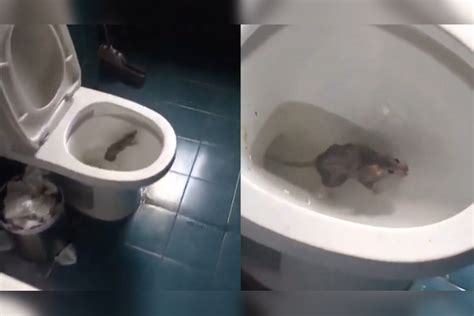 男子上厕所被老鼠咬了
