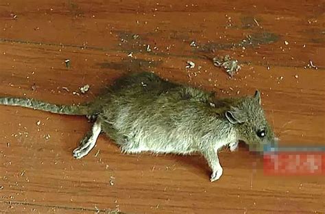 男子在高楼发现老鼠