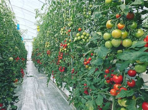 番茄种植技术和利益
