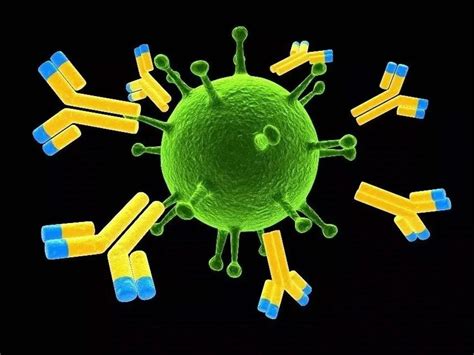 病毒抗体是怎么产生的
