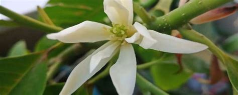 白兰花种植几年开花