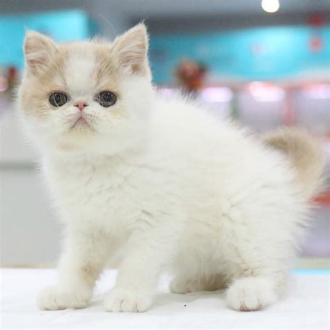 白色加菲猫起名