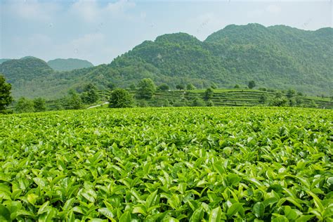 白茶的生长环境要求有哪些