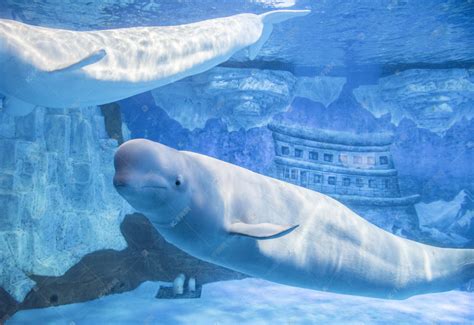 白鲸在海洋馆的生活水域