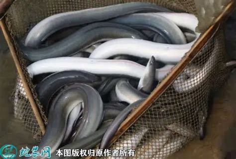 白鳗鱼多少钱一斤