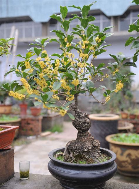盆栽桂花树的种植方法和技巧