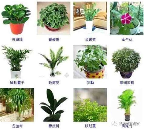 盆栽植物图片及名称