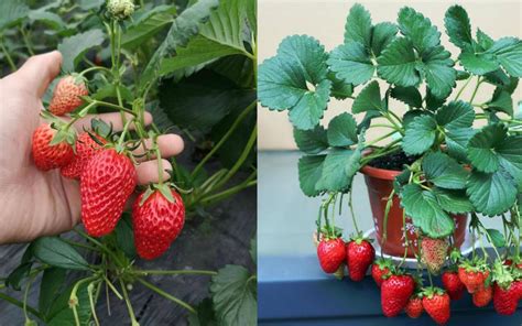 盆栽草莓种植步骤