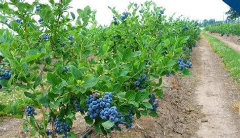 盆栽蓝莓种植注意什么
