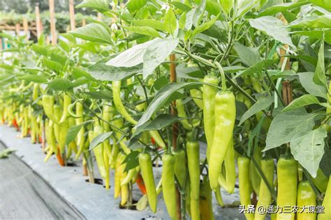 盆栽辣椒的种植方法