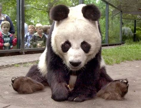 目前在国外的大熊猫