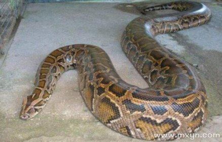 睡觉梦见大蟒蛇有什么预兆