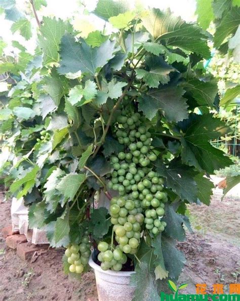 矮化盆栽葡萄种植管理