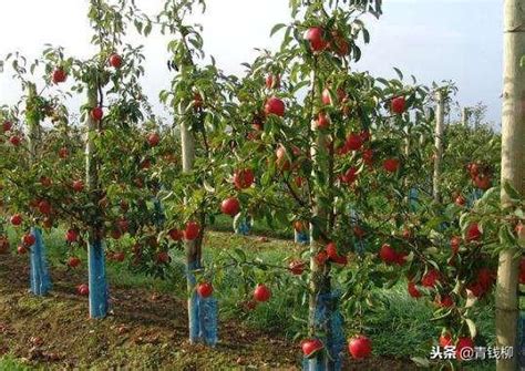 矮化苹果树栽培视频