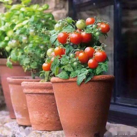 矮生番茄一年四季都能种吗