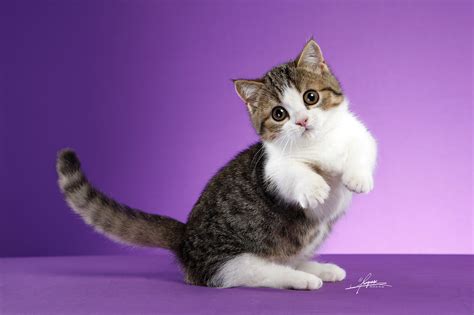 矮脚猫咪起名字
