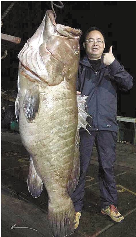 石斑鱼一年长多少斤