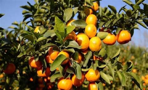 砂糖橘幼苗的栽培方法