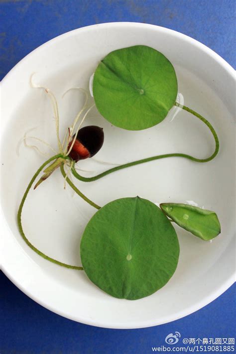 碗莲种子的种植方法水培