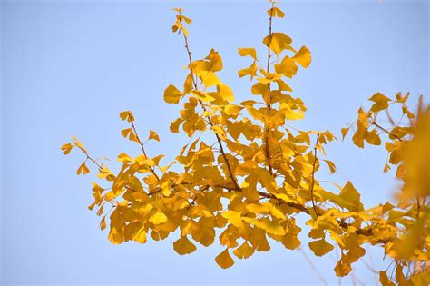 秋叶黄人心凉的图片