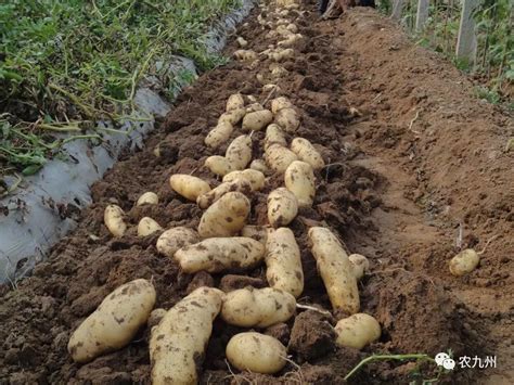 秋土豆种植时间与技术