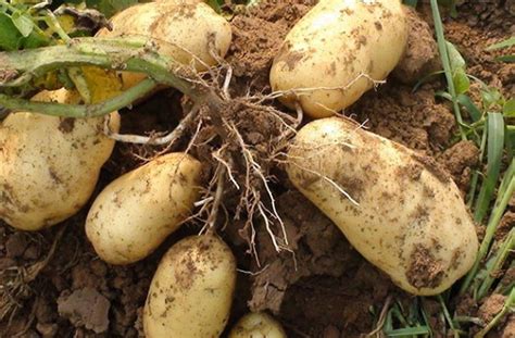 秋繁马铃薯 种植时间