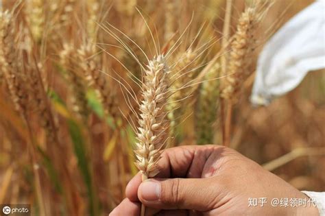 种小麦不知买啥品种