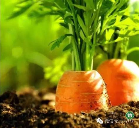 种植胡萝卜的基本方法