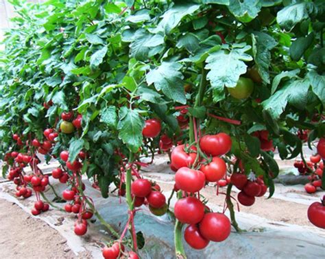 种番茄的五个高材生
