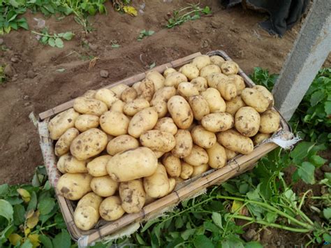 种的土豆取名叫什么好听