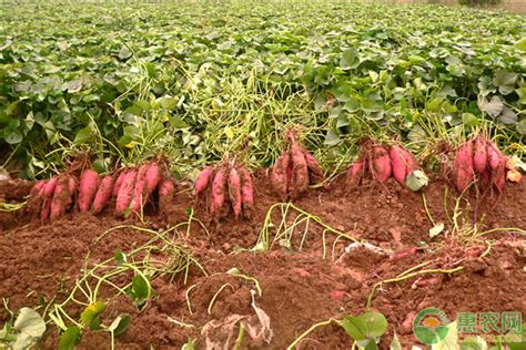 种10亩地红薯一年挣多少钱