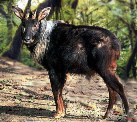 稀有保护动物中华鬣羚