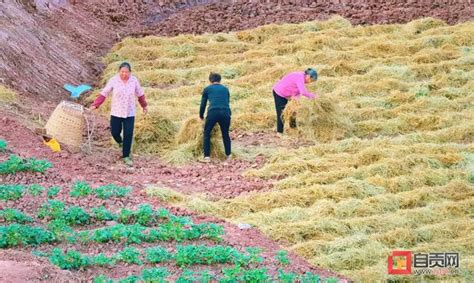 稻草种植土豆技术视频