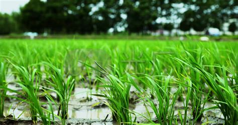 稻谷的种植方法与技术