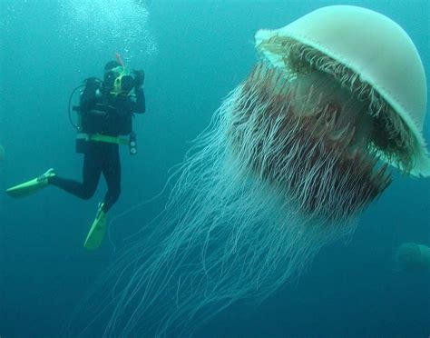 空中水母巨型水母
