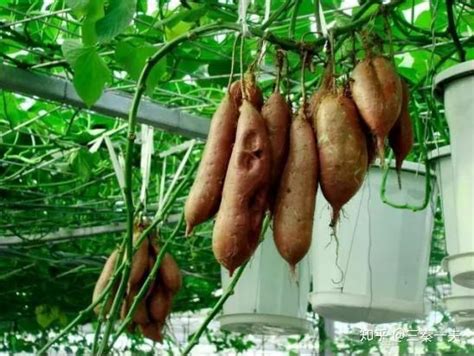 空中红薯种植技术视频教程大全