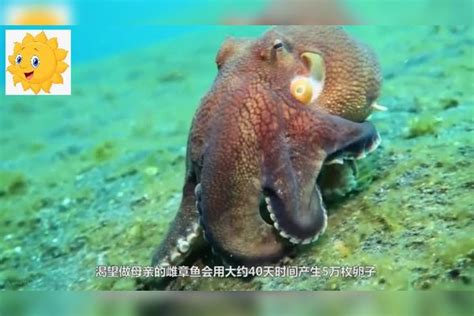 章鱼吃自己的脚吗