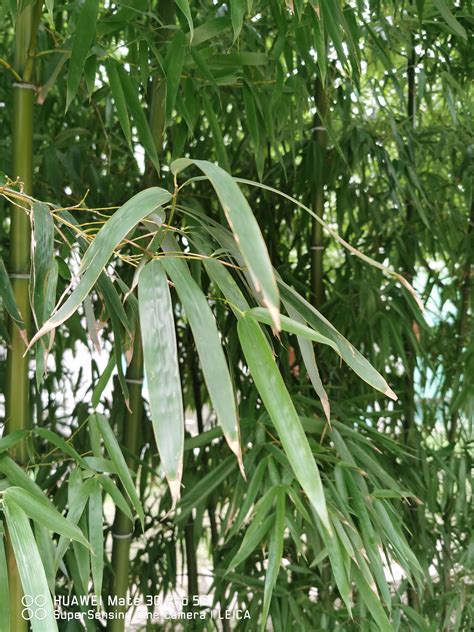 竹子怎么种植容易成活