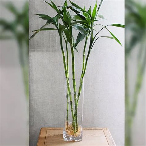 竹子最好养殖方法