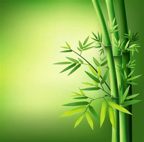 竹子漂亮的微信头像