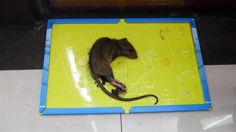 粘鼠板粘老鼠照片
