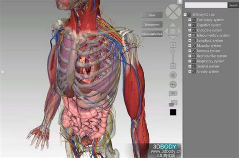 系统解剖学3d动画